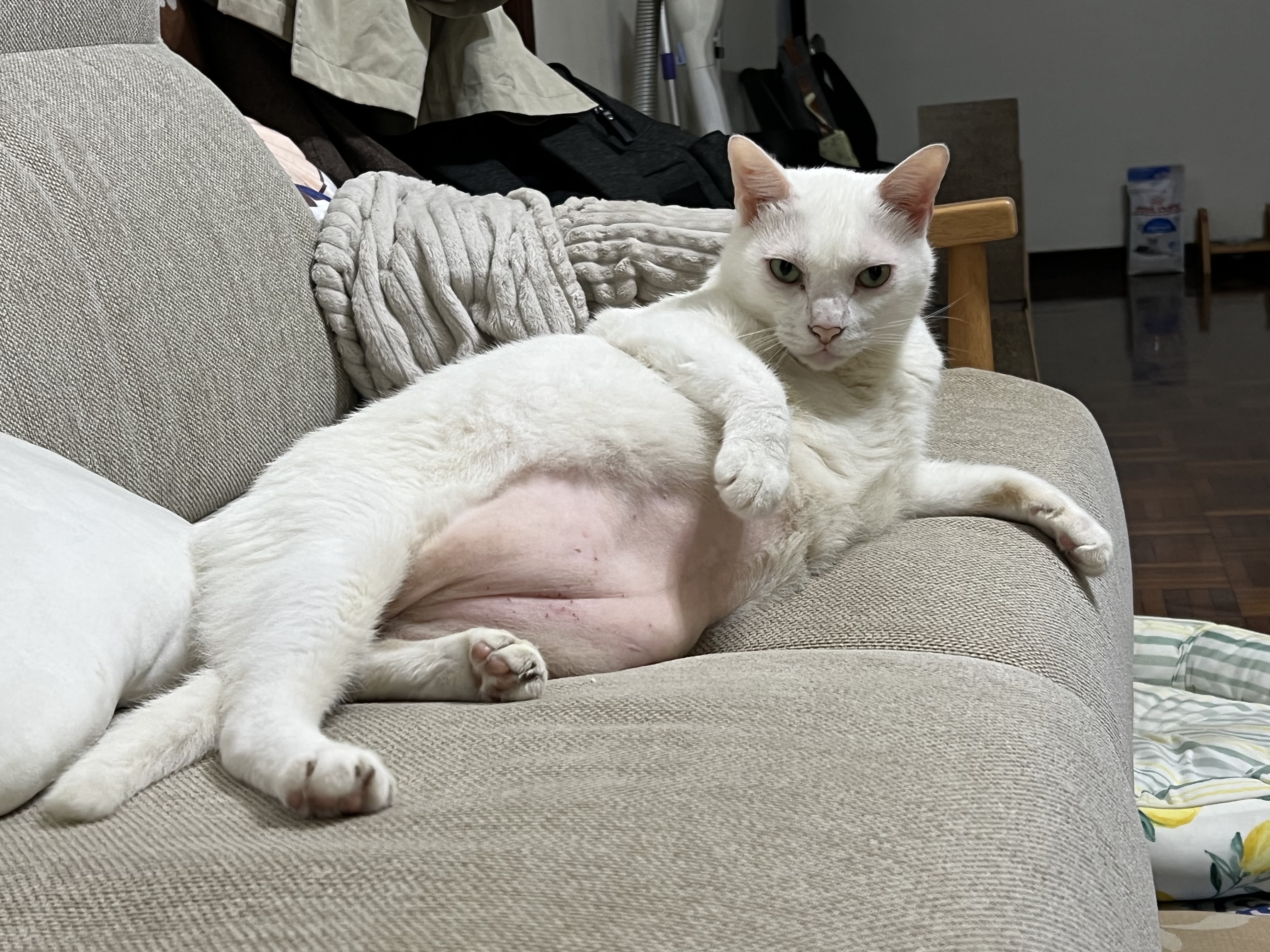 貓貴族
