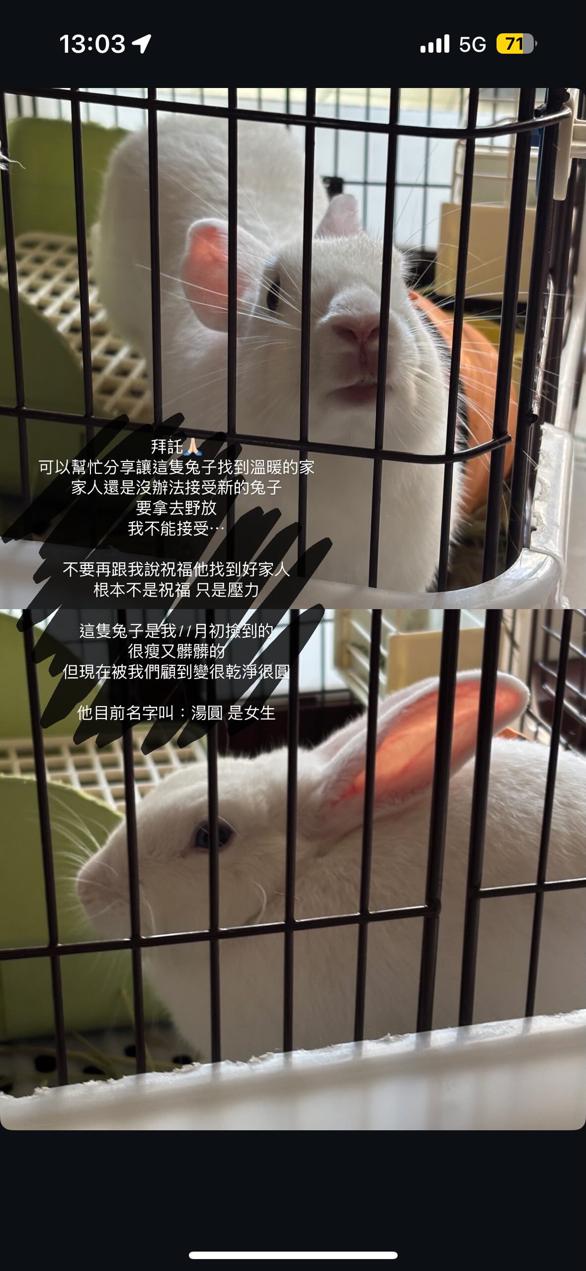 【送養】新竹🐰湯圓🐰女生，目測7-8個月，未結紮