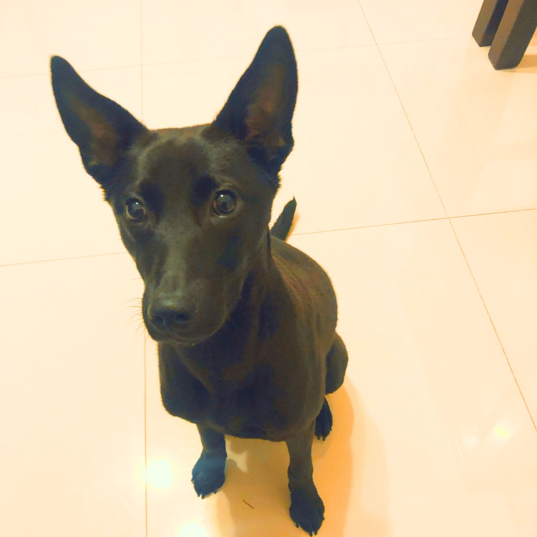 【協尋】中和走失、黑色米克斯🐕Freddie🐕3歲女生