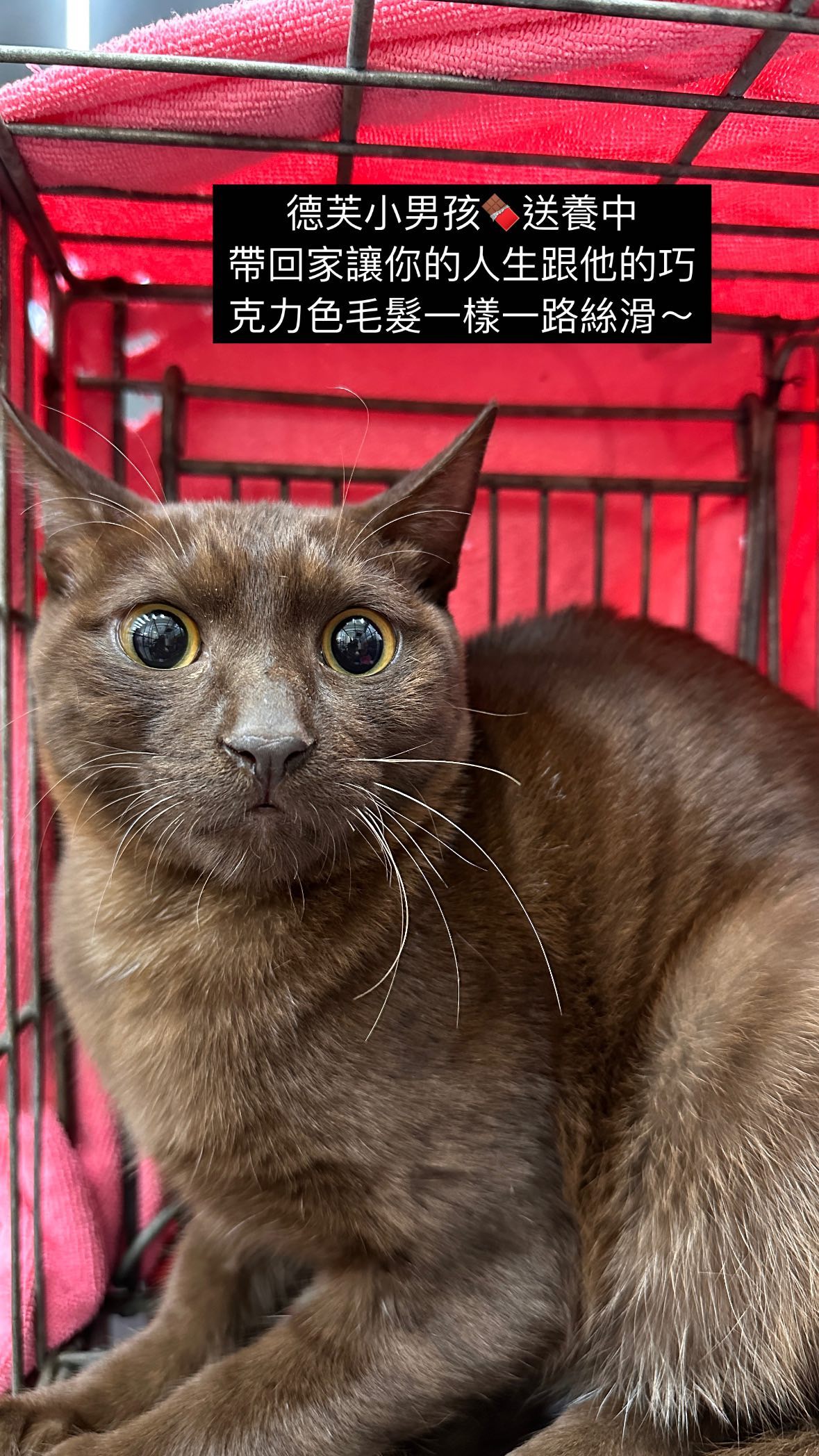 【送養】⚠️急⚠️5天後愛媽原地放回🐱彰化送養德芙小男孩🐱