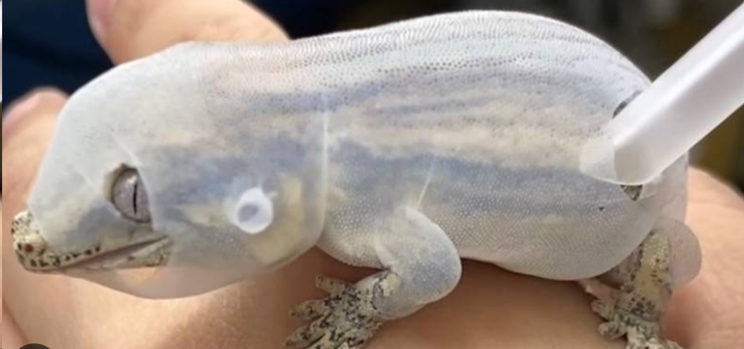 守宮脫皮吹成氣球