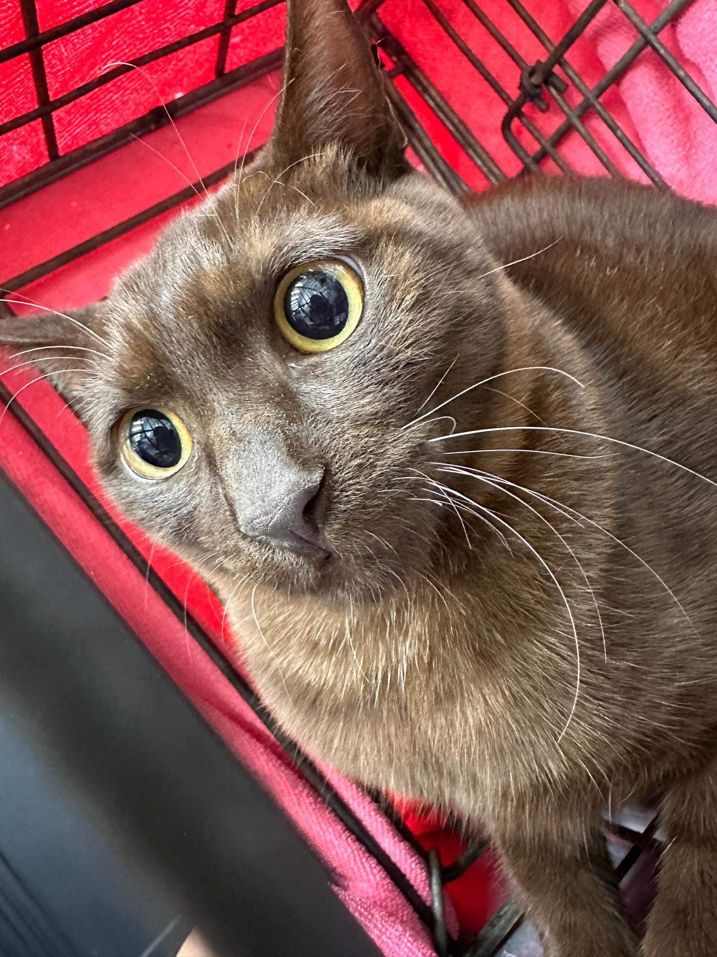 【送養】⚠️急⚠️5天後愛媽原地放回🐱彰化送養德芙小男孩🐱