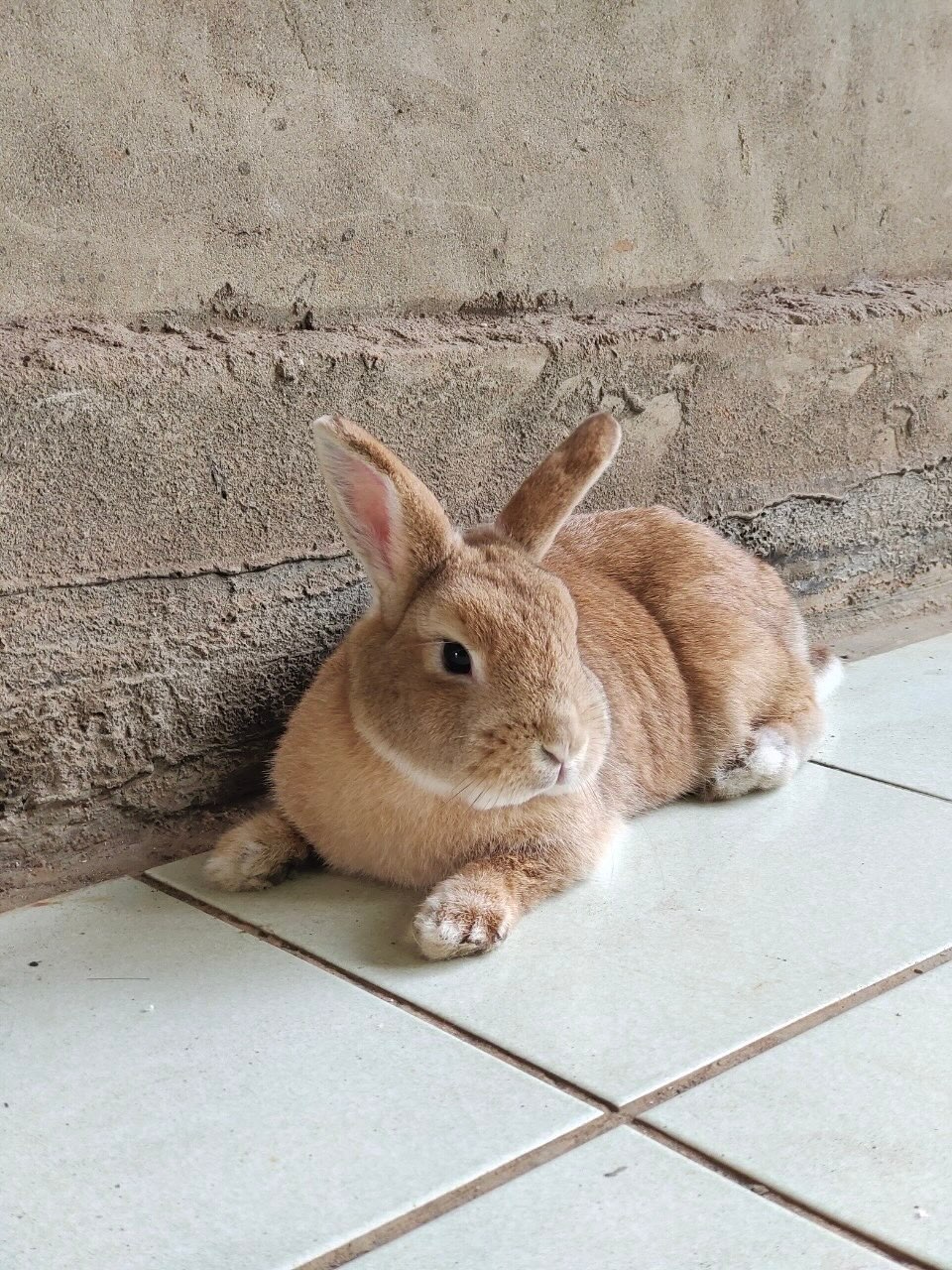 【已送養✅】台中海線🐰九億🐰3歲半，母兔未結紮