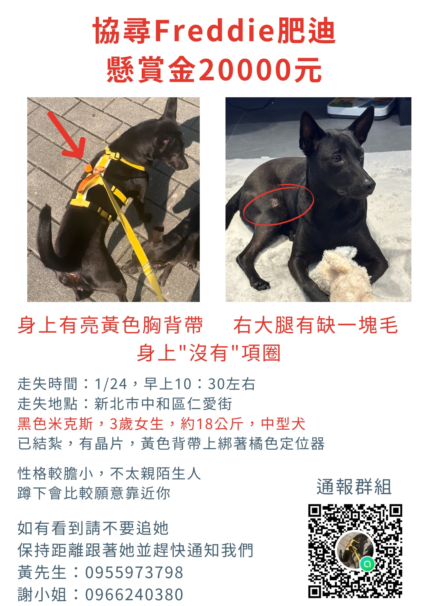 已找回✅【協尋】中和走失、黑色米克斯🐕Freddie🐕3歲女生