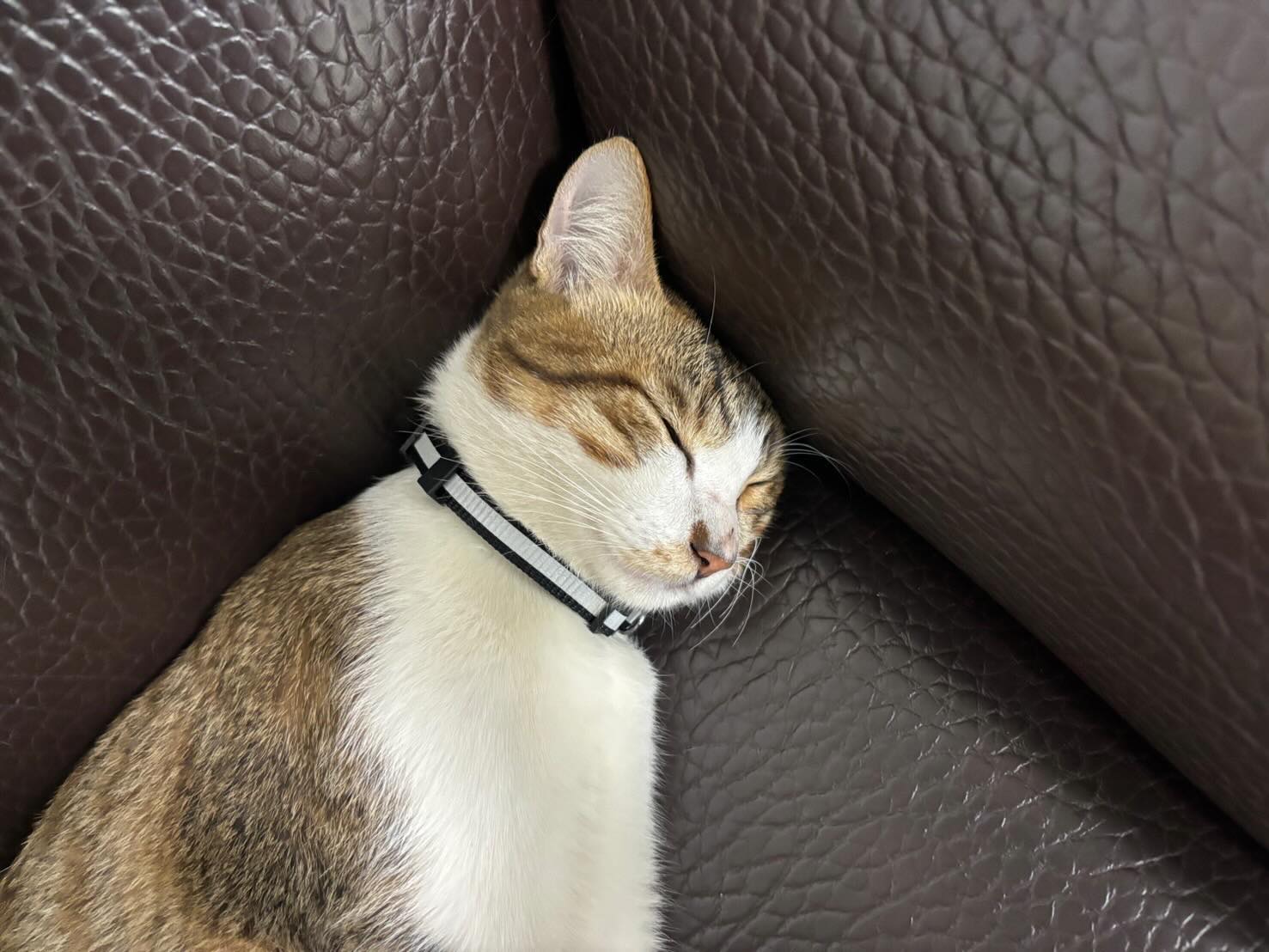 【送養】桃園市大園區🐱白底虎斑貓（公）