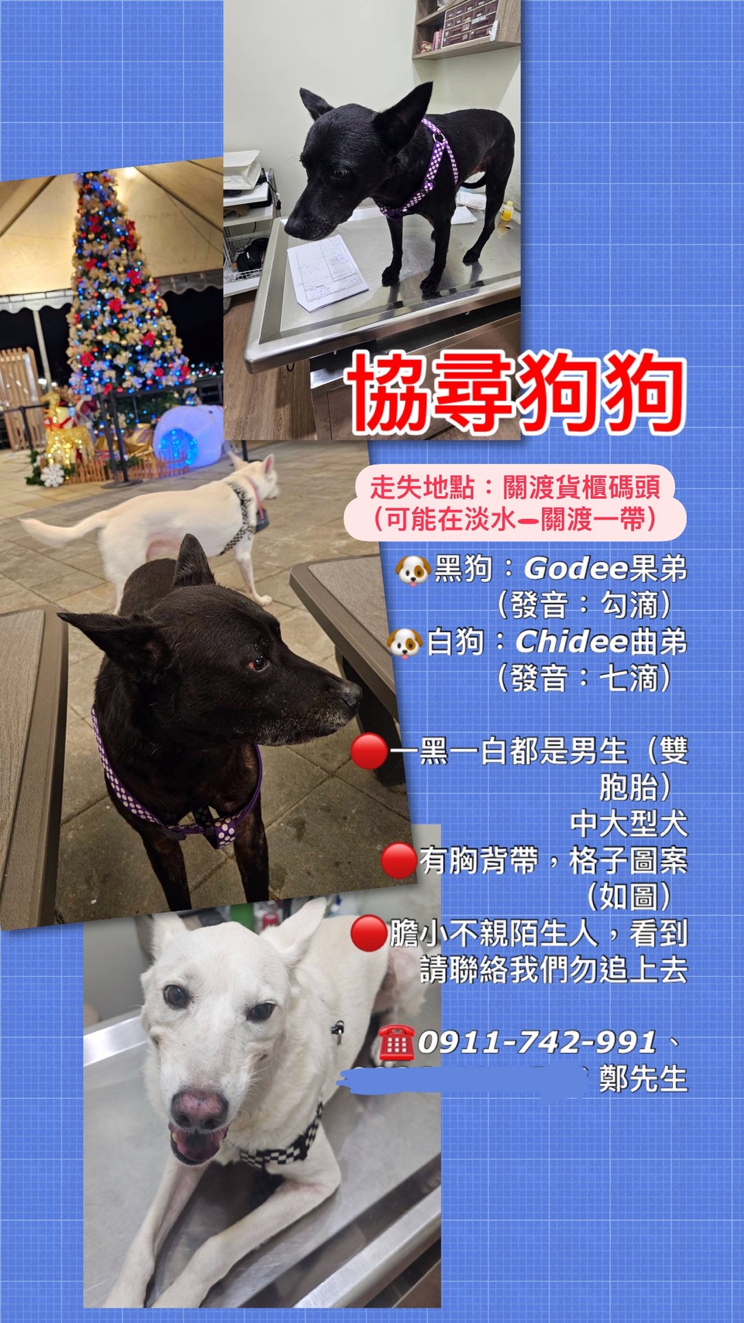 ✅已找回【協尋】關渡—淡水/米克斯男生🐶黑狗：Godee、白狗：Chidee