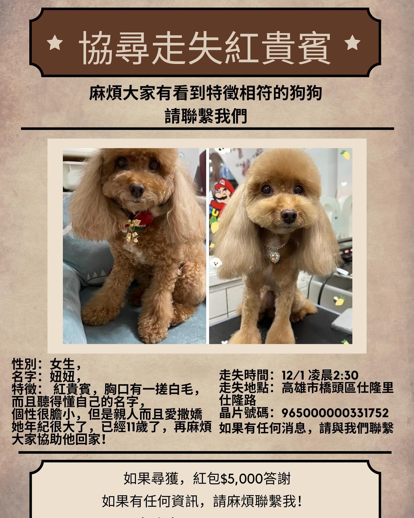 【協尋】高雄市橋頭區/紅貴賓🐶妞妞