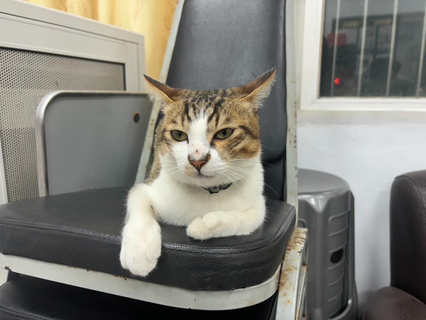 【已送養✅】桃園市大園區🐱白底虎斑貓