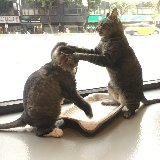 member-title
